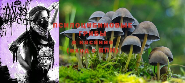 apvp Магас